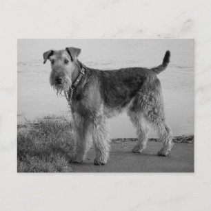 Airedale Terrier Puppy Dodge Black & White Postcar Postkarte