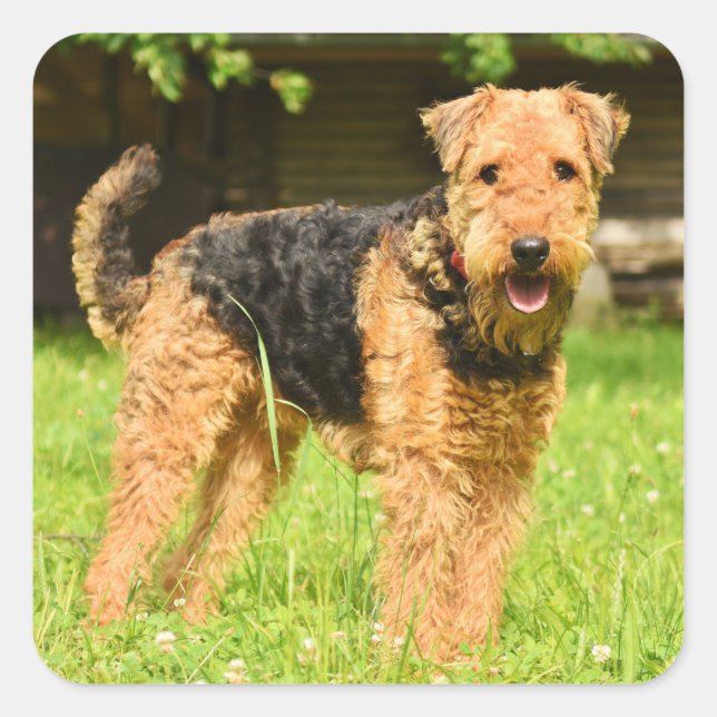 Airedale Terrier Puppy Dog Quadratischer Aufkleber (Vorderseite)