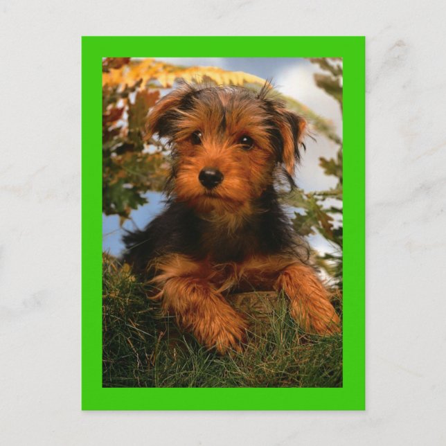 Airedale Terrier Puppy Doppy Green Postcard Postkarte (Vorderseite)