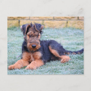 Airedale Terrier Puppy Doppy Green Postcard Postkarte