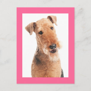 Airedale Terrier Welpenhund Rosa Postkarte