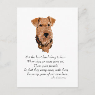 Airedale-, Welsh-, Lakeland Terrier Andenken Postkarte