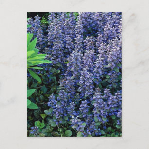 Ajuga reptans - Buglewede Postkarte