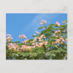 Akazie Albizia Reise Postkarte