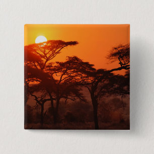 Akazienwald bei Sonnenuntergang silhouettiert, Tar Button