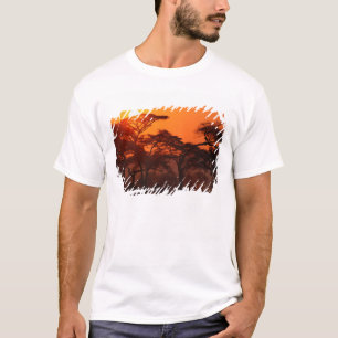 Akazienwald bei Sonnenuntergang silhouettiert, Tar T-Shirt