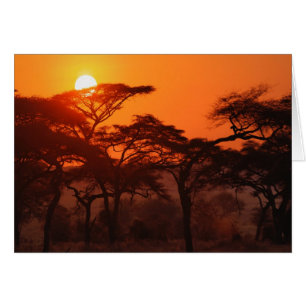 Akazienwald vor Sonnenuntergang, Tarangire