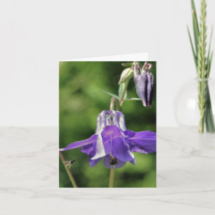 Akelei- und Bienen-Blumen-Fotografie