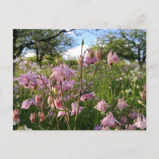 Akeleien Wiese unter Apfelbäumen Postkarte (Vorderseite)