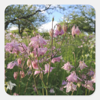 Akeleien Wiese unter Apfelbäumen Quadratischer Aufkleber