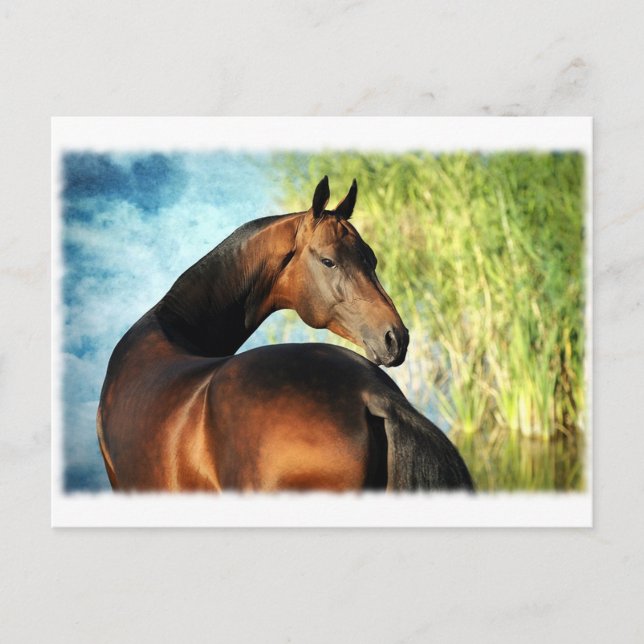 Akhal-Teke-Hengst Postkarte (Vorderseite)