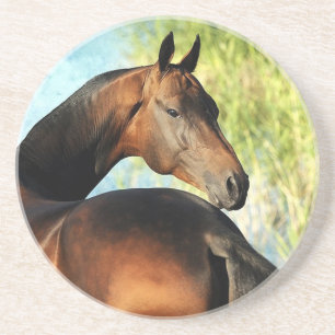 Akhal-Teke-Hengst Sandstein Untersetzer