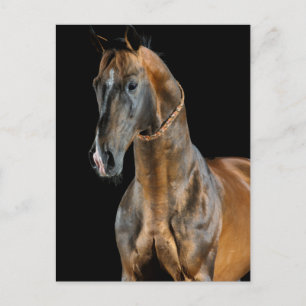 Akhal-Teke Horse Postkarte