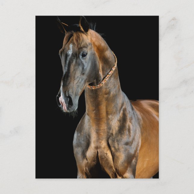 Akhal-Teke Horse Postkarte (Vorderseite)
