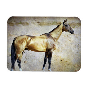 Akhal-teke Magnet