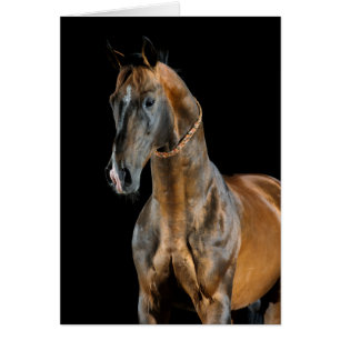 Akhal-Teke-Pferd