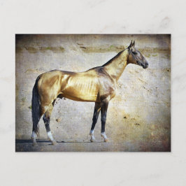 Akhal-teke Postkarte