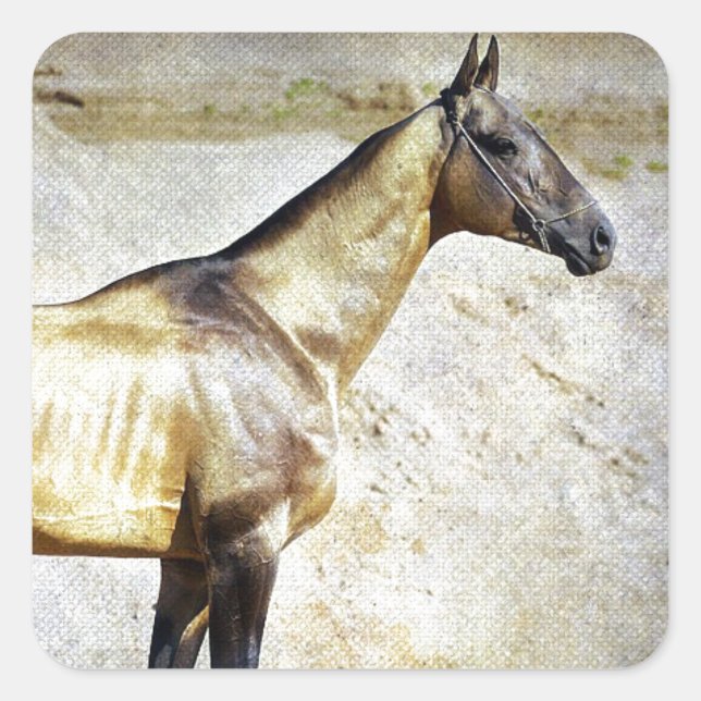 Akhal-teke Quadratischer Aufkleber (Vorderseite)