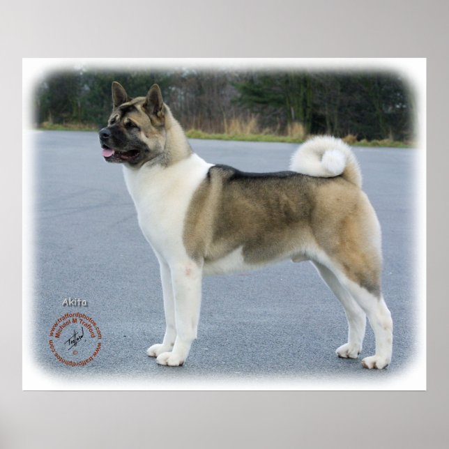Akita 8P004D-12 Poster (Vorne)