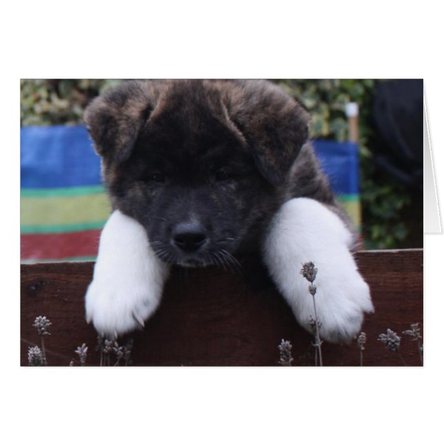 Akita Cards (Vorderseite (Horizontal))