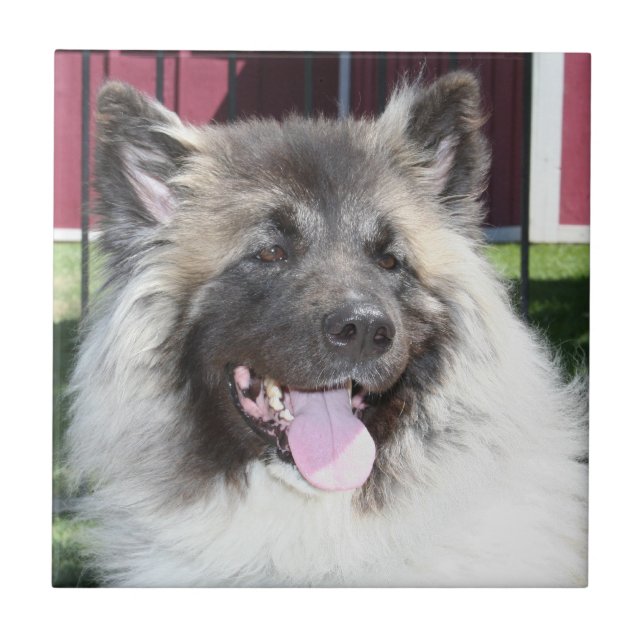 Akita-Hund Fliese (Vorderseite)