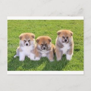 Akita Inu Dog Welpen Postkarte