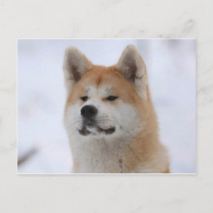 Akita Inu Hund sieht ernst aus Postkarte