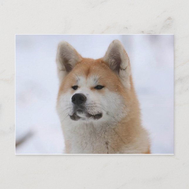 Akita Inu Hund sieht ernst aus Postkarte (Vorderseite)