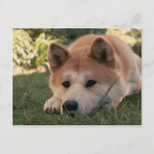 Akita Inu Hund tiefe Gedanken Postkarte