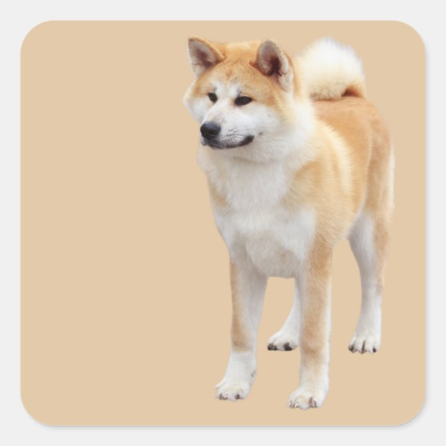 Akita Inu Quadratischer Aufkleber (Vorderseite)