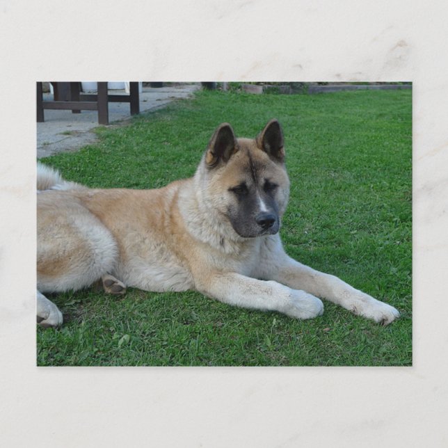 akita lay.png postkarte (Vorderseite)