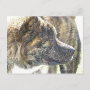 Akita Postkarte