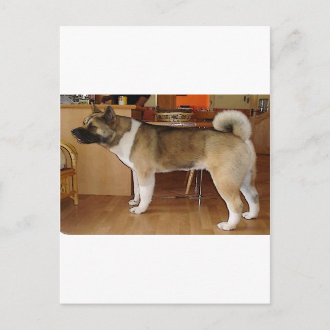 Akita Postkarte (Vorderseite)