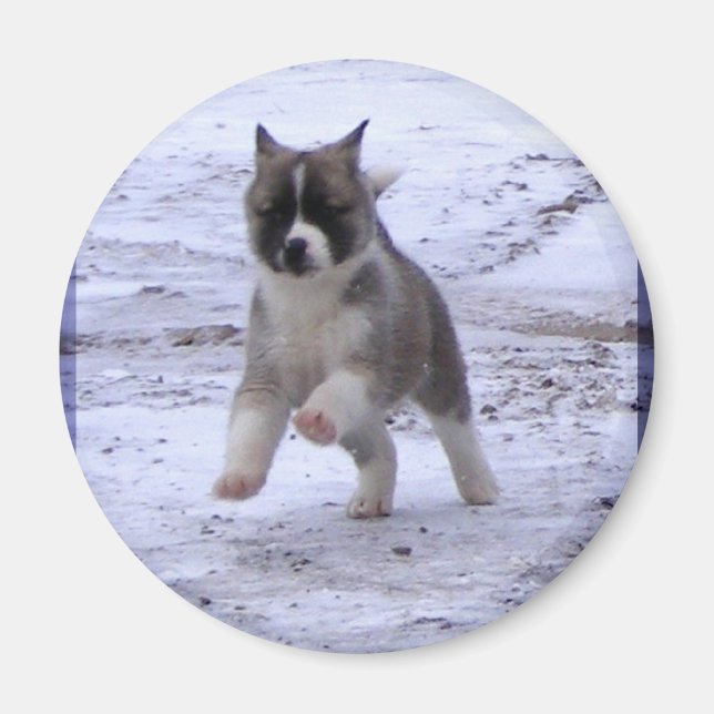 Akita Welppy Magnete (Vorne)