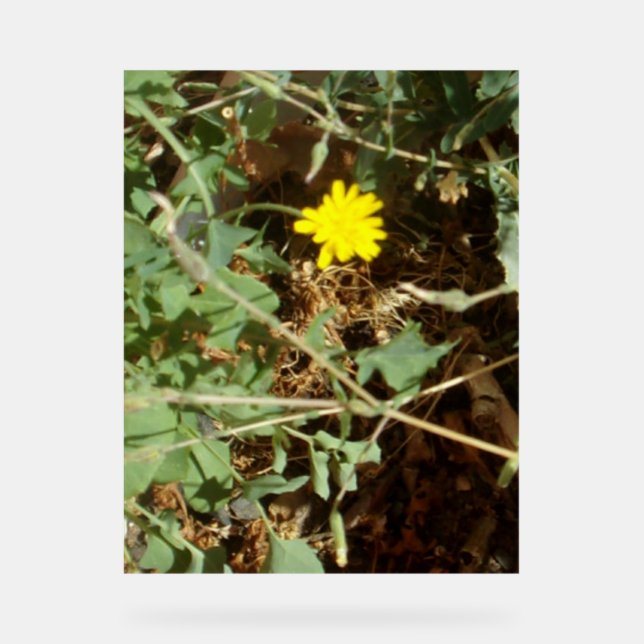 Akryling Acrylschild (Vorderseite)