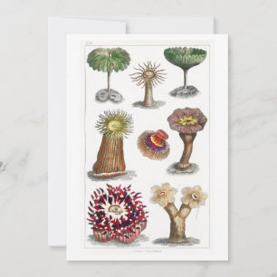 Aktiniae Vintag, Naturwissenschaften, Ernsthhaecke Einladung