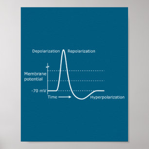 Aktionspotenzial Neurowissenschaften Neurotransmit Poster