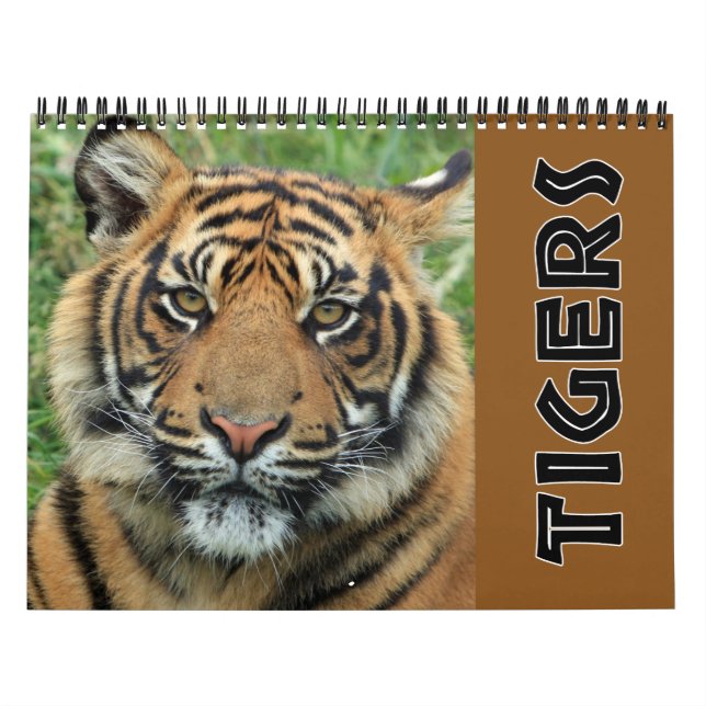 Aktueller Wilder Tiger Kalender (Titelbild)