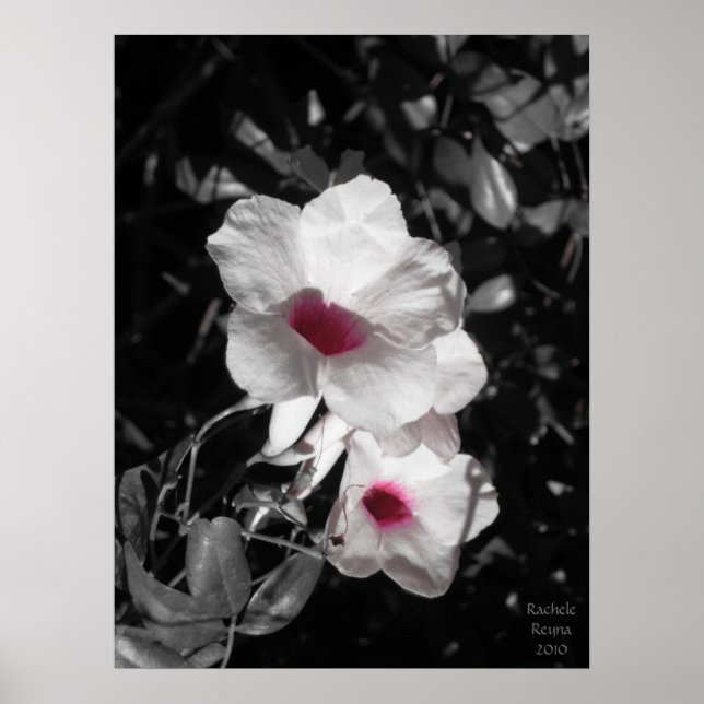 Akzentrierte Schönheit Poster (Vorne)