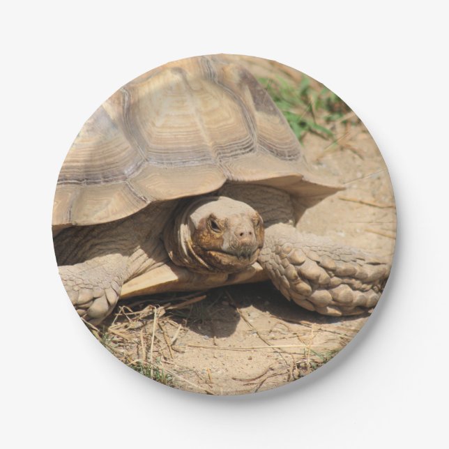 Ala aldabra pappteller (Vorderseite)