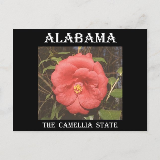 Alabama Camellia (rot) Postkarte (Vorderseite)