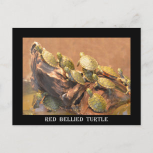 Alabama Red Bellied Turtle 2 (Alabama) Postkarte