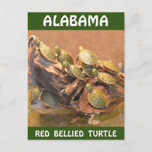 Alabama Red Bellied Turtle 2 (Alabama) Postkarte