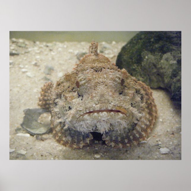 Alabama Sea Life #3 Canvas Print Poster (Vorne)