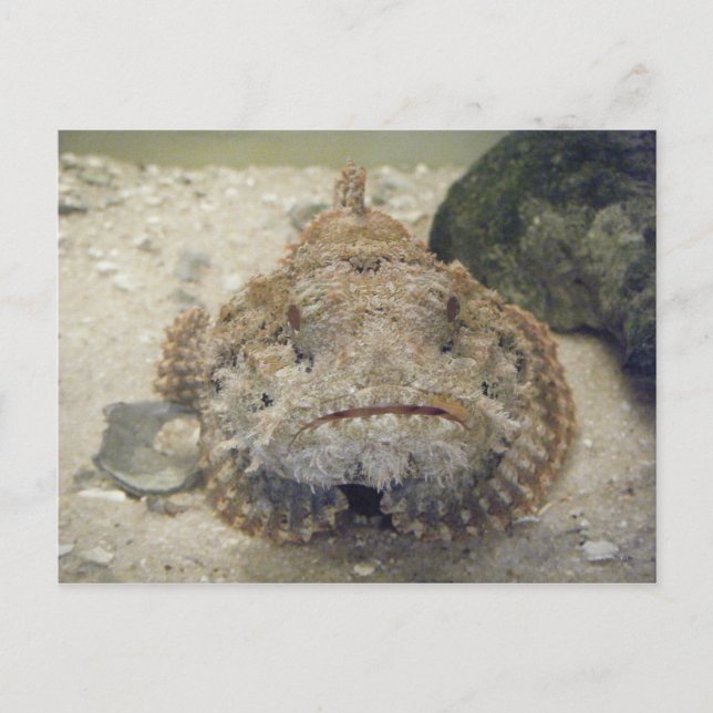 Alabama Sea Life #3 Postkarte (Vorderseite)
