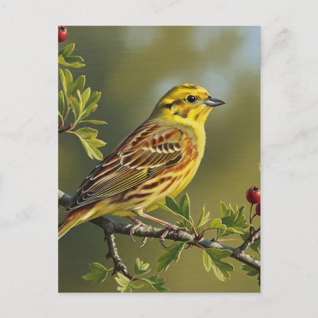 Alabama Staat Bird Yellowhammer Postkarte (Vorderseite)