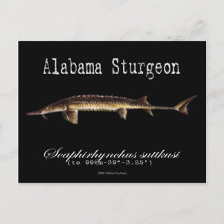 Alabama Sturgeon-Black-Postcard Postkarte