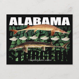 Alabama Sturgeon-Collage-Postcard Postkarte