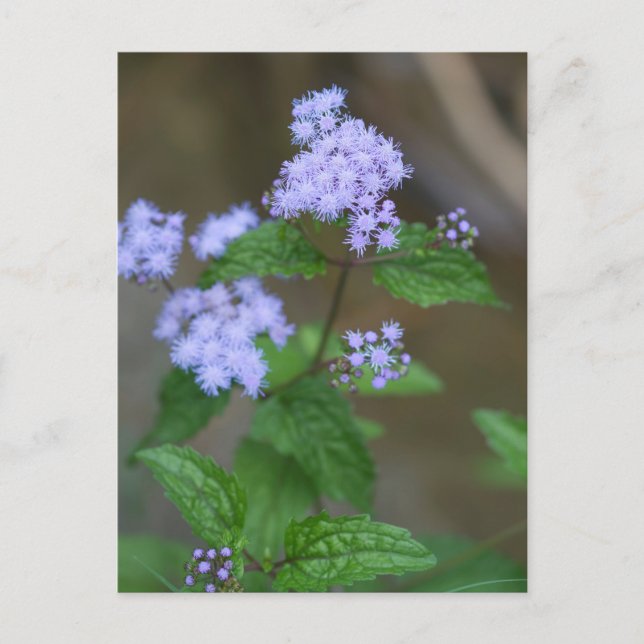 Alabama Wild Lavender Ageratum Wildblumen Postkarte (Vorderseite)