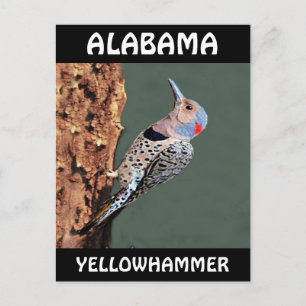 Alabama Yellowhammer Postkarte